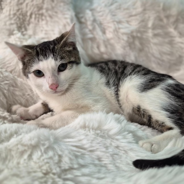 Photo of Kobi