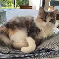 Photo of June (Juniper)