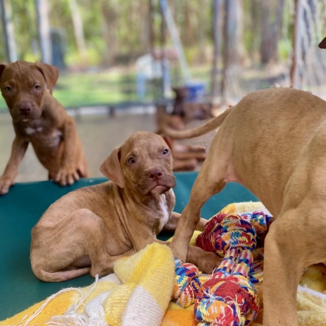 Photo of Futurama Pups