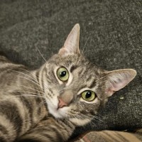 Photo of Luna   In Foster Care In In Preston