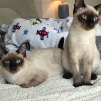 Photo of Phineas And Feb