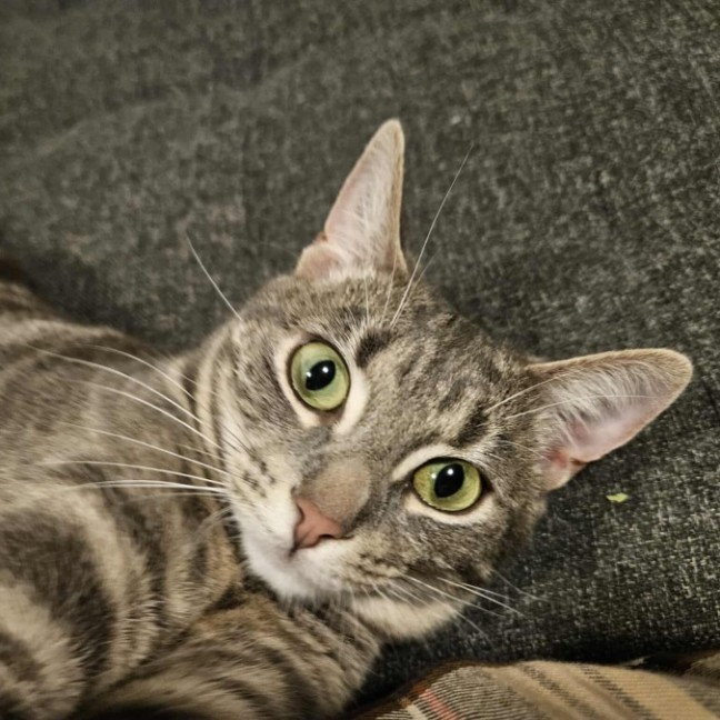 Photo of Luna   In Foster Care In In Preston