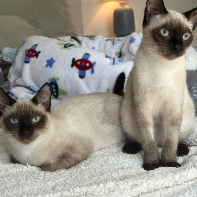 Photo of Phineas And Feb