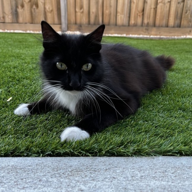 Photo of Catsby