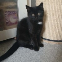 Photo of Falcon *9 Lives Project Rescue*