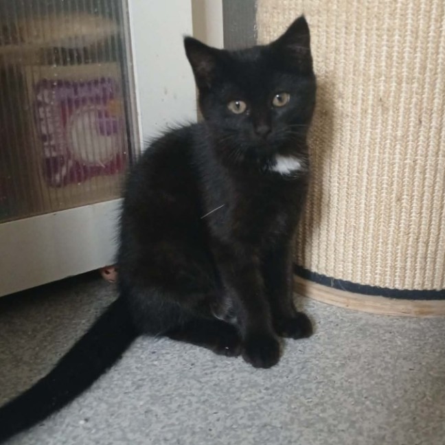 Photo of Falcon *9 Lives Project Rescue*