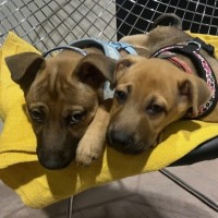 Photo of Jane Goodall