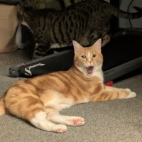 Photo of Maple