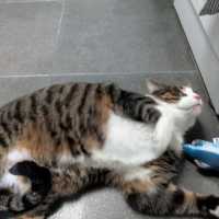 Photo of Tonk