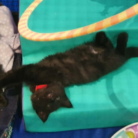 Photo of Frawley ** 2nd Chance Cat Rescue **