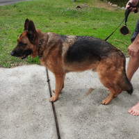 Photo of Bear