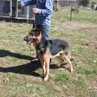Photo of Maxamillion (Max)
