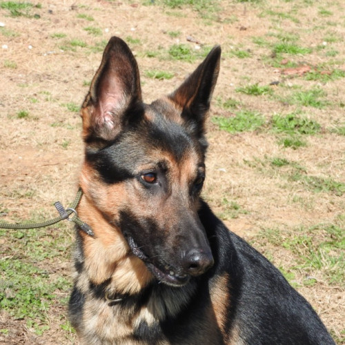 Maxamillion (Max) - German Shepherd Dog