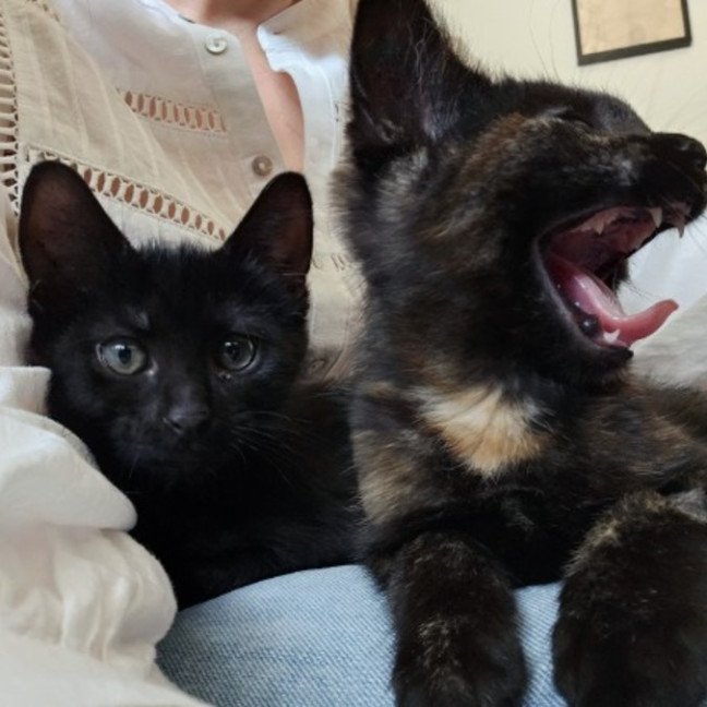 Photo of Dasher And Vixen