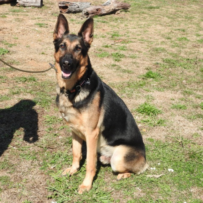 Photo of Maxamillion (Max)