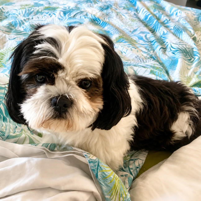 Photo of Ollie