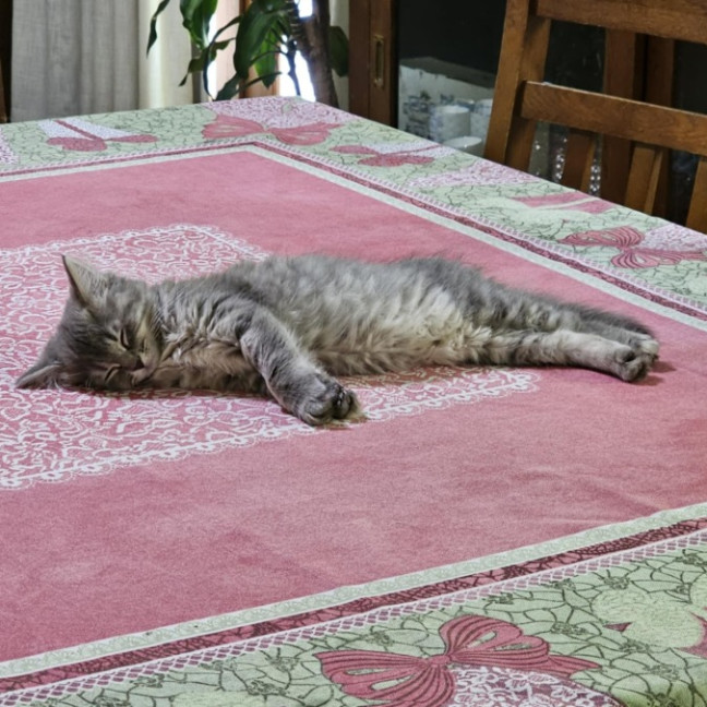 Photo of Lady Grey