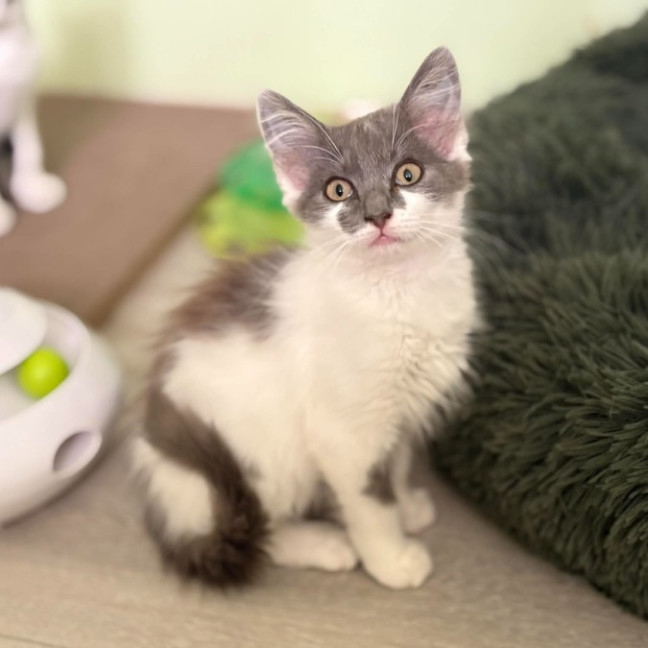 Photo of 🩷 Coco 🩷