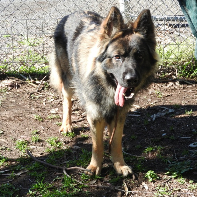 Photo of Tyson