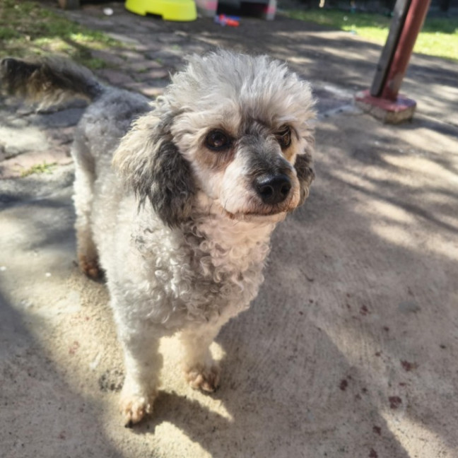 Photo of Luna