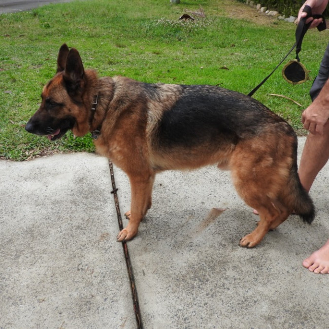 Photo of Bear