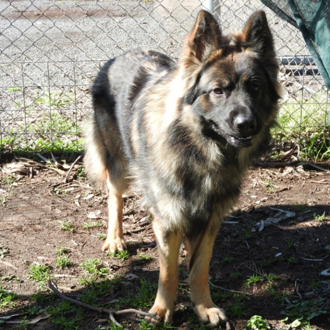 Photo of Tyson
