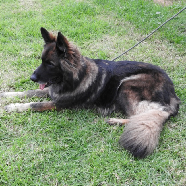 Photo of Wolfe