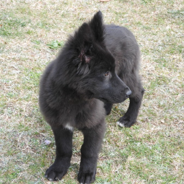 Photo of Blackie   Volk