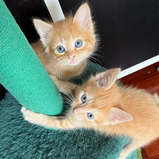 Photo of 🍑 Peach 🍑