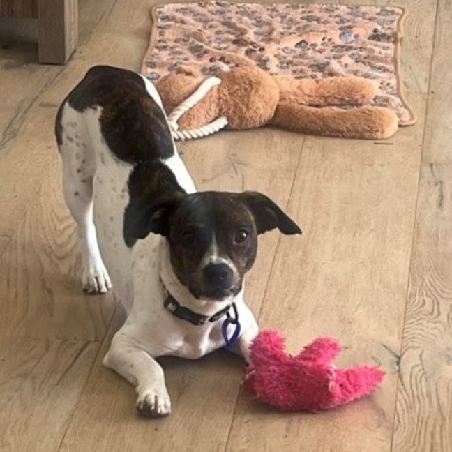 Photo of Daisy   10 Month Old Dachshund X Boston Terrier