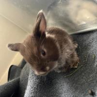 Photo of 🐰Fin & Zephyr🐰 (Located In Wantirna South)