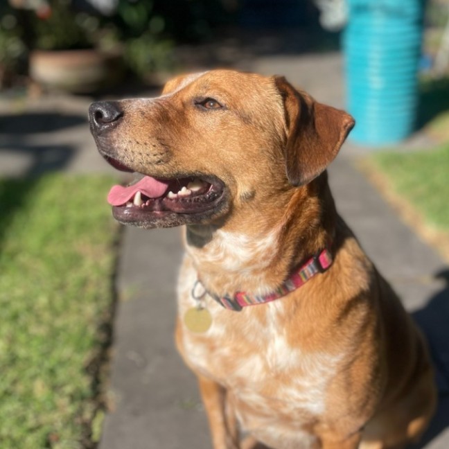 Photo of Lolapops