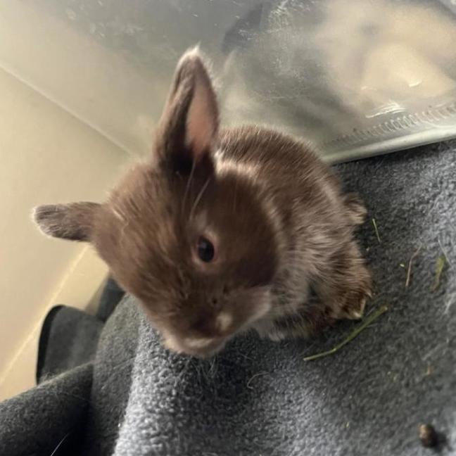 Photo of 🐰Fin & Zephyr🐰 (Located In Wantirna South)