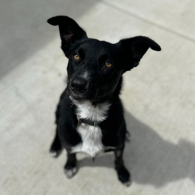 Photo of 🏏 Cricket 6607 🏏