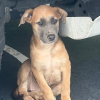 Photo of Aurora 🌺🐶