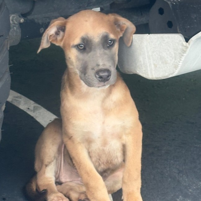 Photo of Aurora 🌺🐶