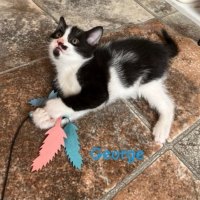 Photo of George *9 Lives Project Rescue*