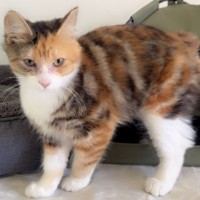 Photo of Polly Pocket