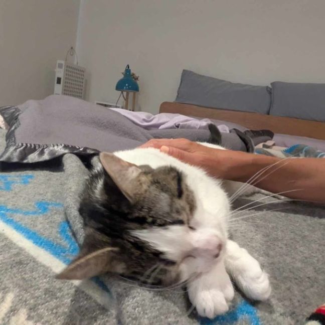 Photo of Blueberry   Super Friendly