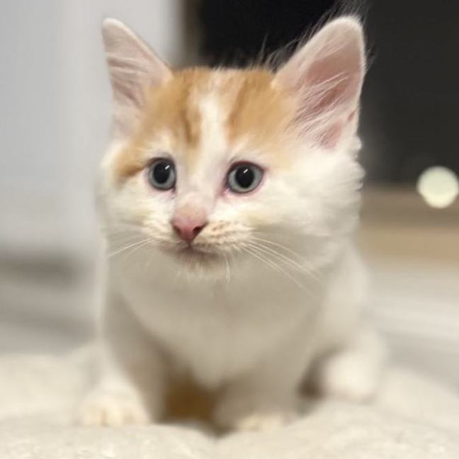 Photo of 🧡 Huxley 🧡