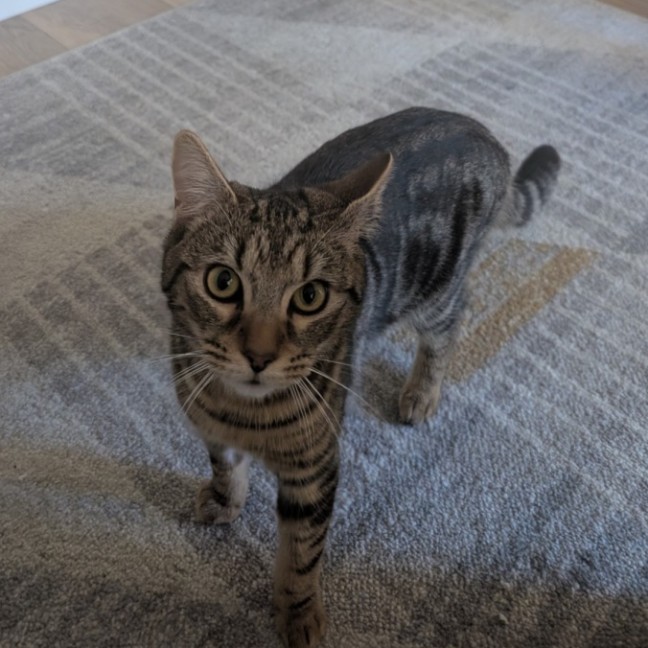 Photo of Linus 