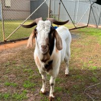 Photo of Rambo