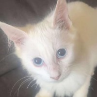 Photo of Gizmo