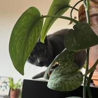 Photo of Aero + Kit Kat 