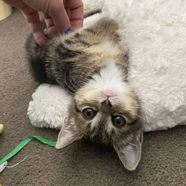 Photo of Willow