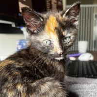 Photo of Plum