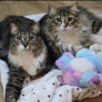 Photo of Fester & Gomez (Located In Wantirna South)