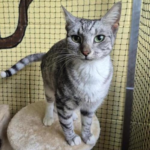 Soso - Domestic Short Hair (DSH) Cat