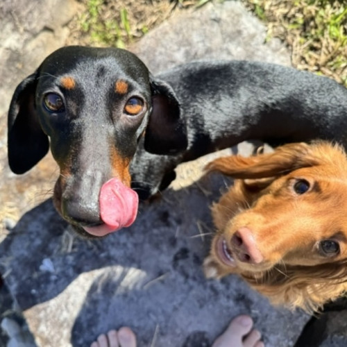 Roxy - Dachshund (Miniature Smooth Haired) Dog