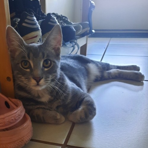 Muichiro - Domestic Short Hair (DSH) Cat